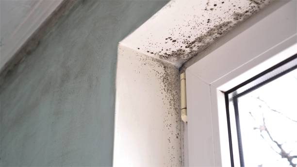 Best Mold Documentation for Insurance Claims  in Boron, CA