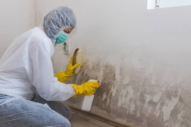 Best Dehumidification Services  in Boron, CA