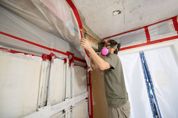 Trusted Boron, CA Mold Removal Experts