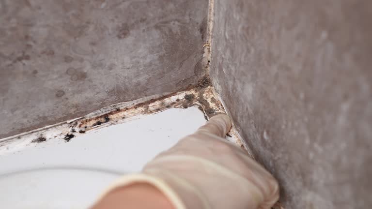 Best Mold Damage Restoration  in Boron, CA